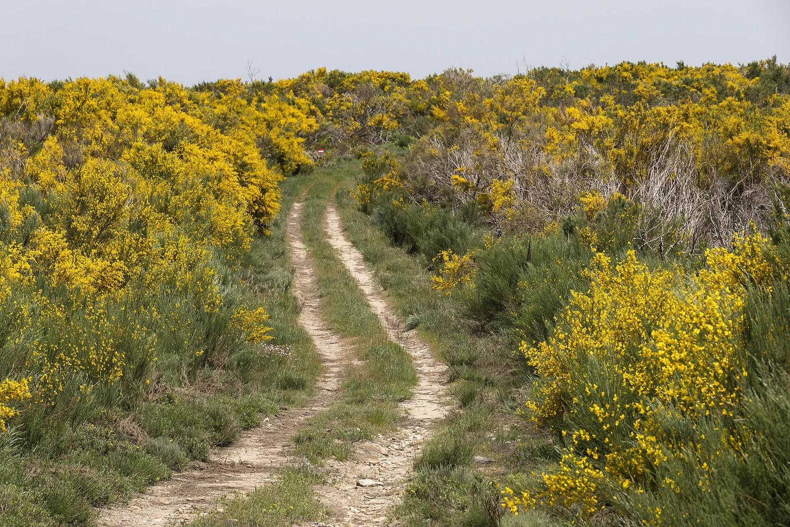 Caminho de terra entre flores amarelas na Serra da Estrela